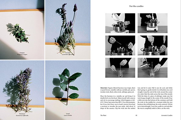 PLant6.jpg