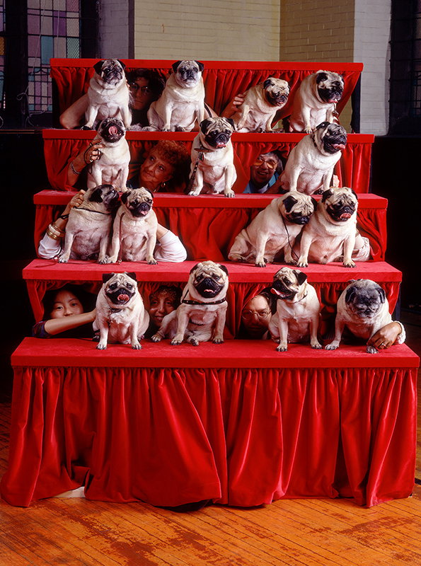 PUGS.jpg.CROP.original-original.jpg