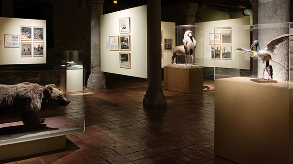 Fauna---Des-monstres-et-des-prodiges_-Musée-Château_-Annecy_-February-May-2008-©-Joan-Fontcuberta.png