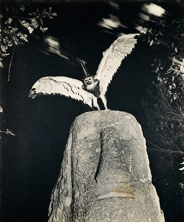 Cercophitecus-Icarocornu-from-the-Fauna-series-by-Joan-Fontcuberta-and-Pere-Formiguera_-1987-©-Joan-Fontcuberta-and-Pere-Formiguera.png