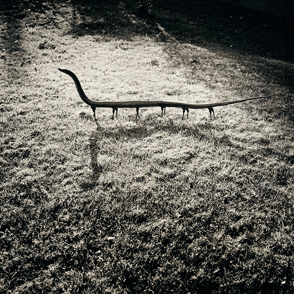 Solenoglypha-Polipodida-from-the-Fauna-series-by-Joan-Fontcuberta-and-Pere-Formiguera_-1987-©-Joan-Fontcuberta-and-Pere-Formiguera.png