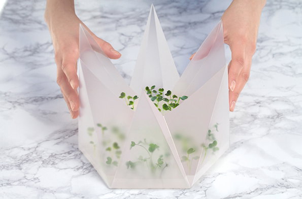 Cress-2.jpg