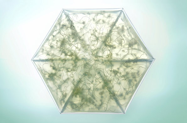 Cress-5.jpg