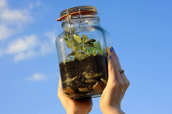 Terrarium.jpg