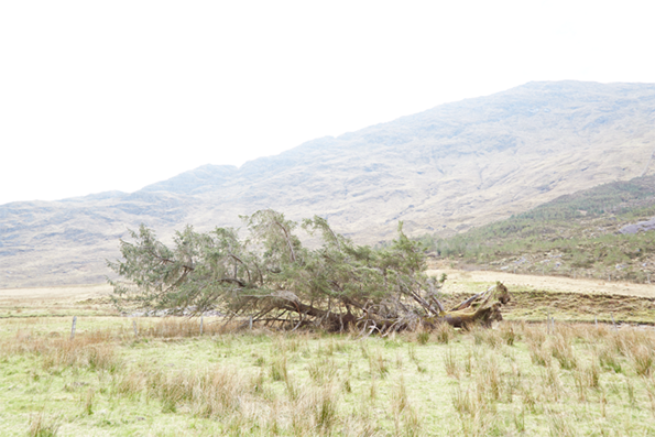 20140425_28_Scotland__MG_6141.png