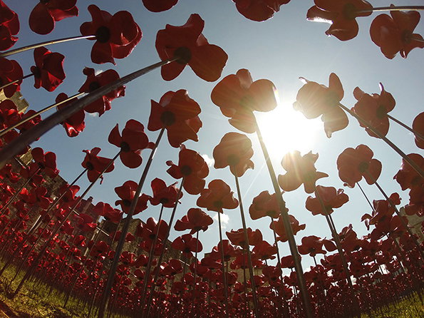 poppies-9.jpg