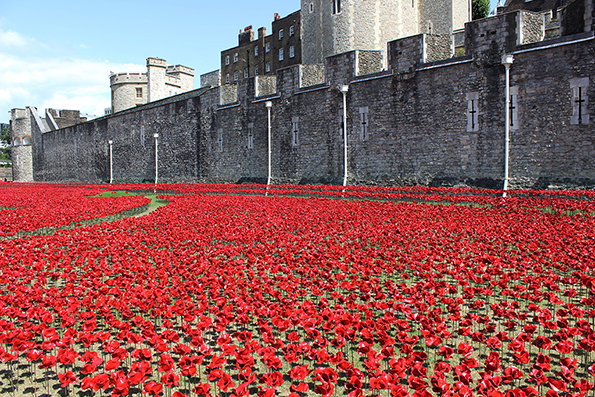 poppies-7.jpg