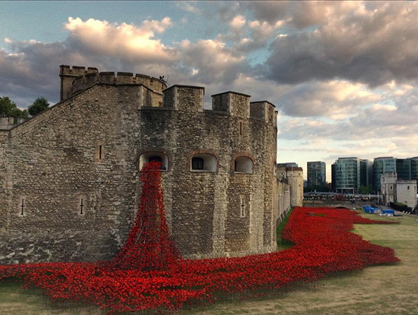 poppies-8.jpg