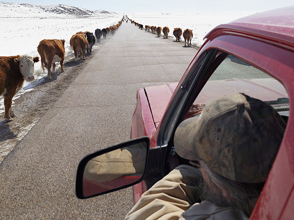 27_LucasFoglia_FRONTCOUNTRY_Moving-Cattle-to-Spring-Pasture.png