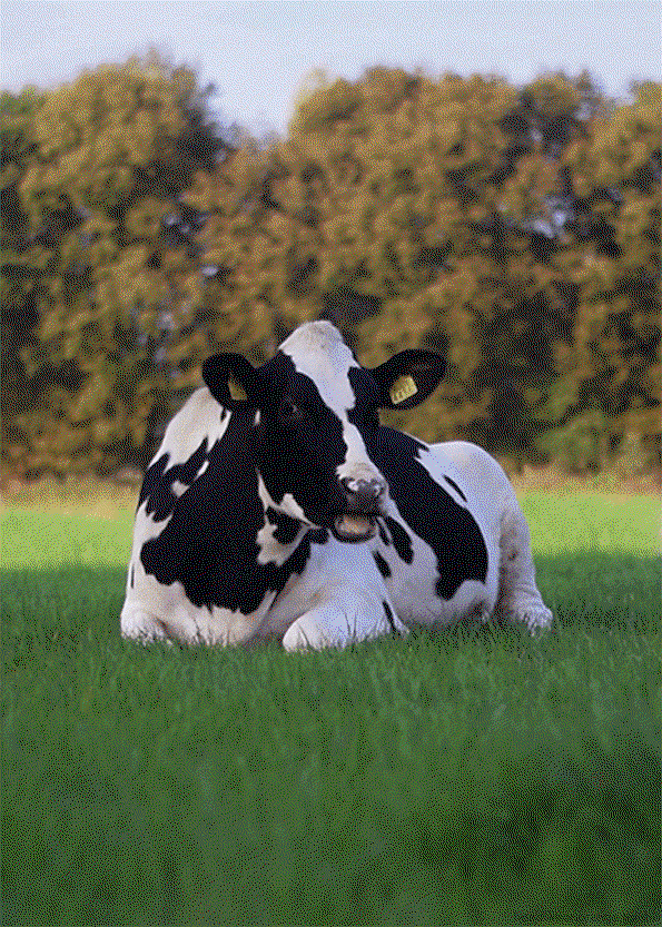 cow.gif