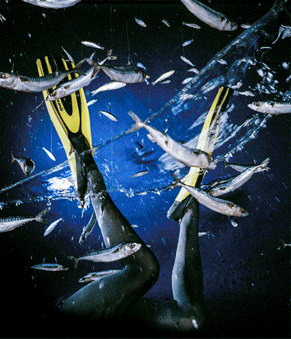 Untitled-4.gif