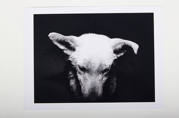 Dogs-3.jpg