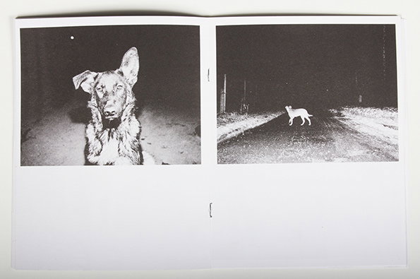 Dogs-4.jpg