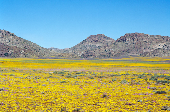 visser-namaqualand-int-lead.png