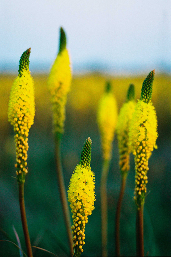 visser-namaqualand-int-3.png