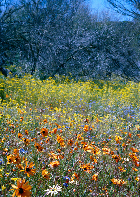 visser-namaqualand-int-5.png