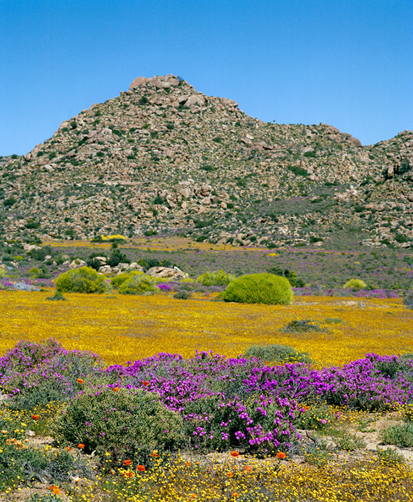 visser-namaqualand-int-12.png