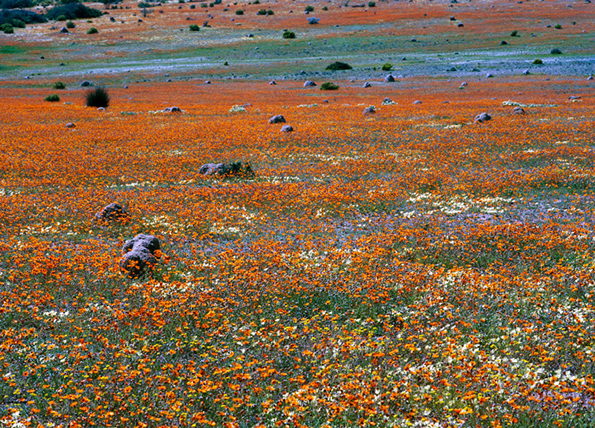 visser-namaqualand-int-16.png