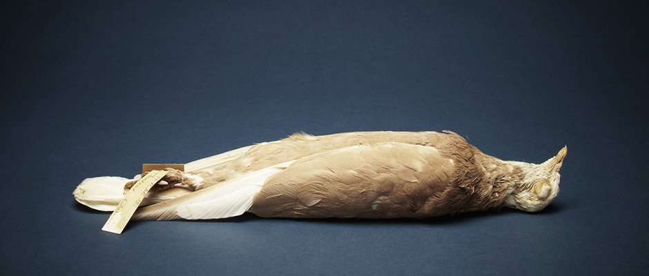 Thom-Atkinson-Pigeon-Specimen_-Natural-History-Museum-int-hero.jpg
