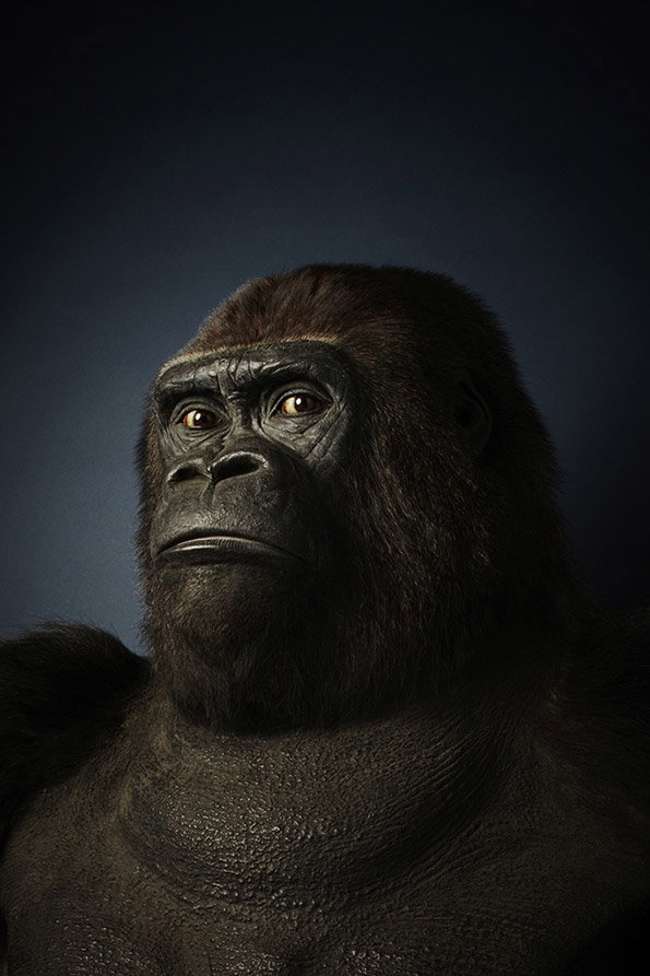 Thom-Atkinson-Guy-the-Gorilla_-Natural-History-Museum-int.jpg