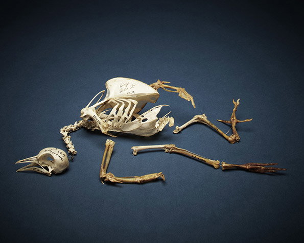 Thom-Atkinson-Pigeon-Skeleton-National-History-Museum-int.jpg