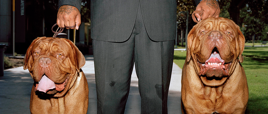 will-robson-scott-dogs-int-hero.png