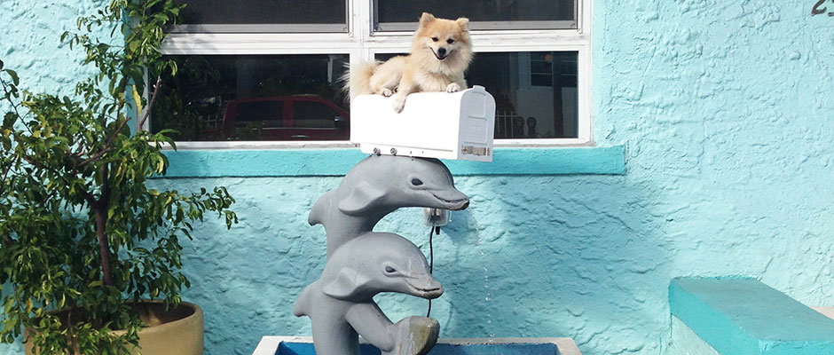 Tomas_Werner_Dolphins-int-hero-.jpg