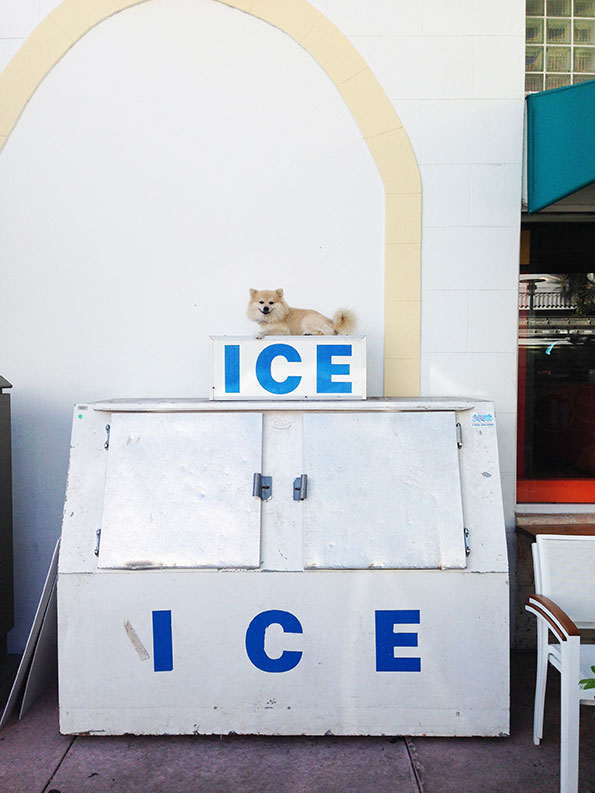 Tomas_Werner-Ice.jpg