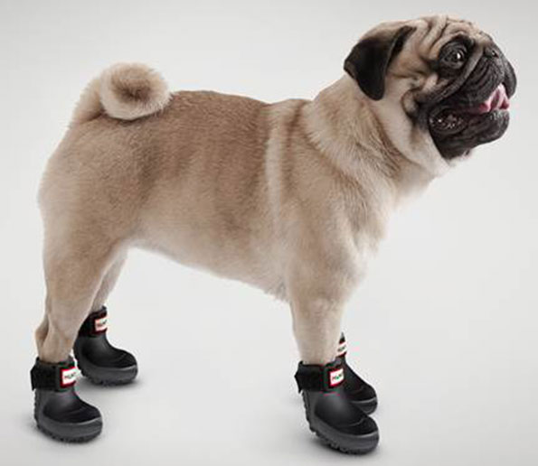 dog-resized.jpg