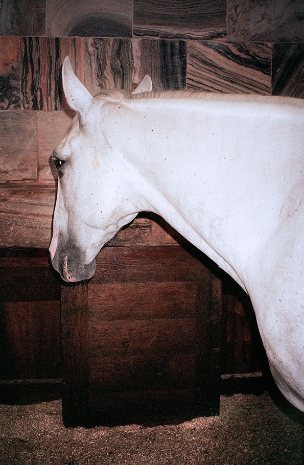 Tine-Bek-Barok-itsnicethat-11royalhorse.jpg