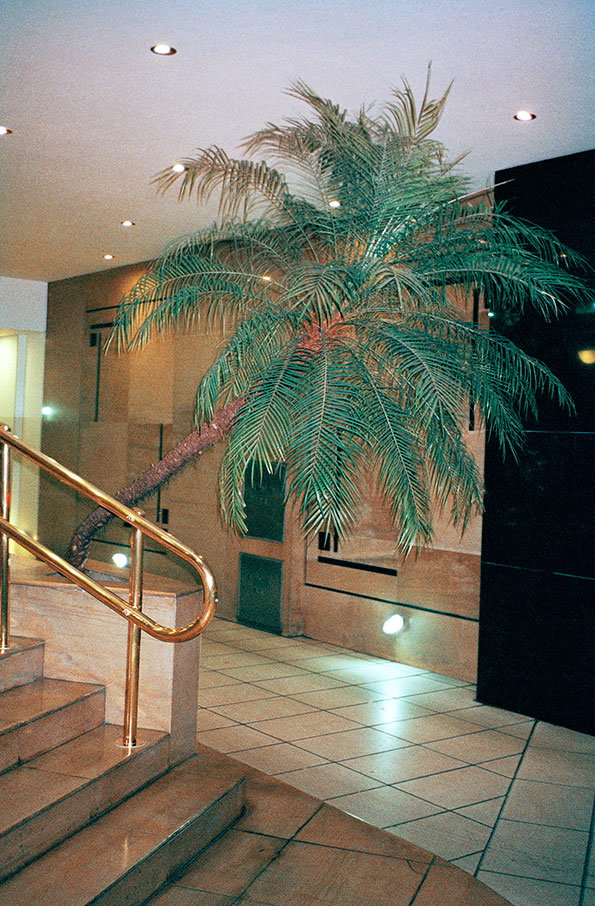 Tine-Bek-Barok-itsnicethat-13palm_indoor.jpg