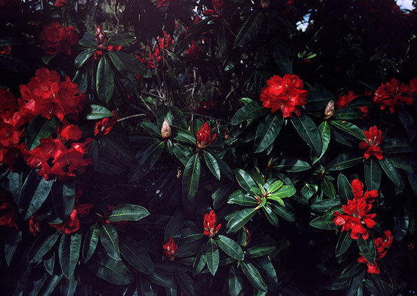 Tine-Bek-Barok-itsnicethat-16flower_bush.jpg