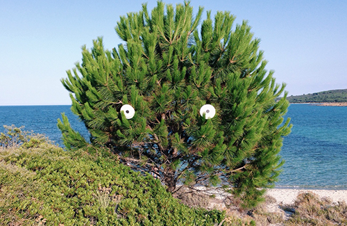 A film starring massive rocks with eyes on opens the Pictoplasma Festival 2015