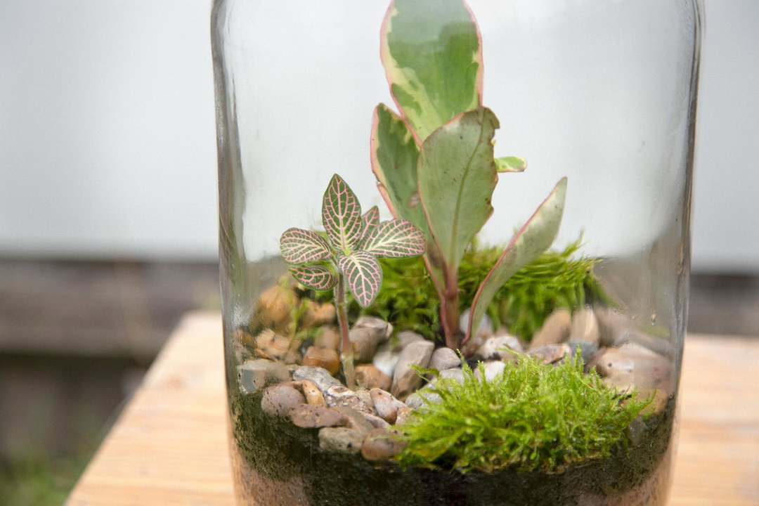 A small terrarium inside a glass jar. A variety of green plants and moss grow from a bed of dark soil and smooth grey pebbles.