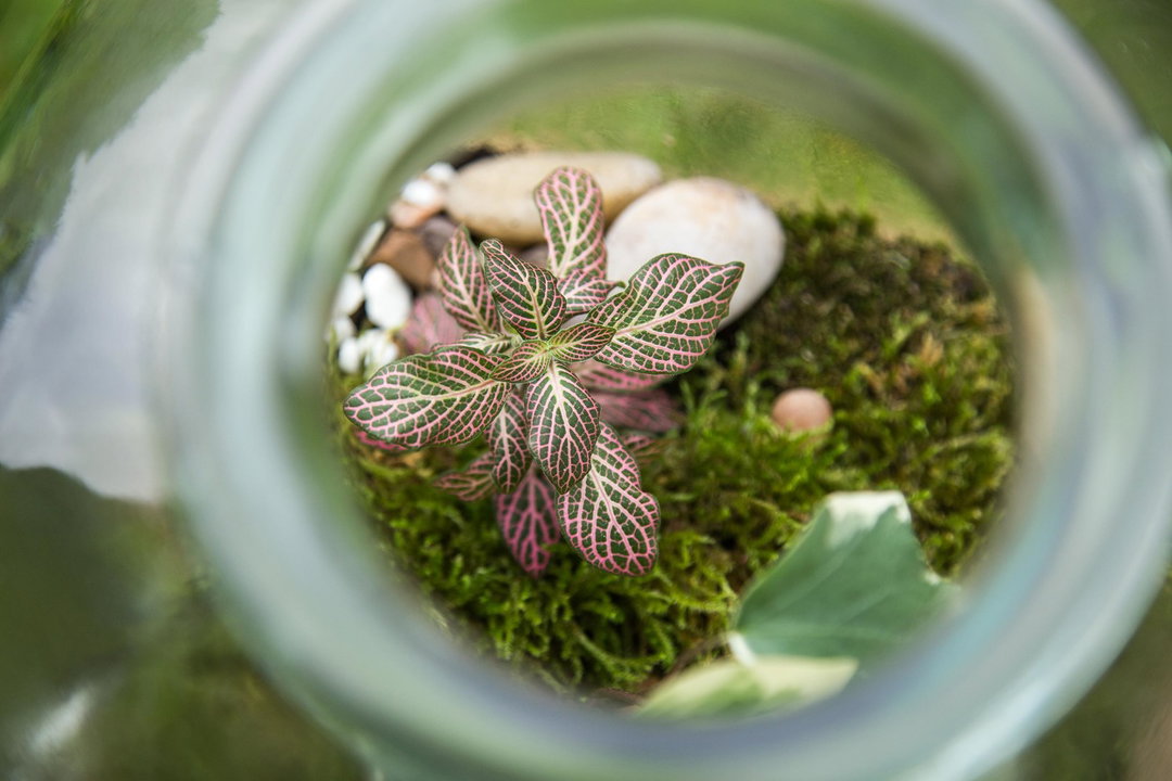 A view through the neck of a glass jar looking down at a small terrarium. A plant with pink-veined green leaves grows from a bed of moss and smooth white pebbles.