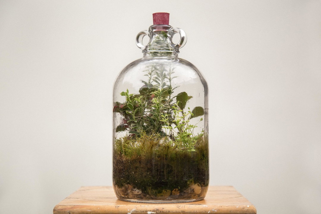 A glass terrarium jar with a cork stopper sits on a wooden plinth. Inside, a variety of small green plants and moss grow from a layer of dark soil and pebbles.