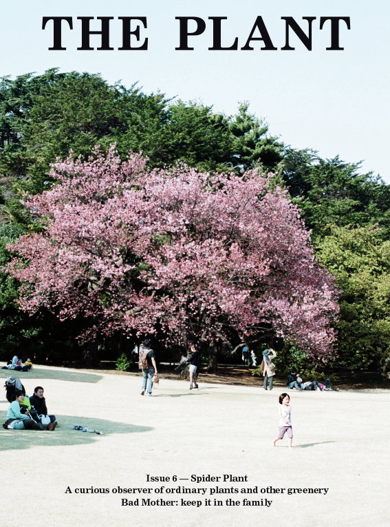 A magazine cover titled “The Plant” features a large cherry blossom tree in full pink bloom. People wander through a sunlit park beneath the tree and a backdrop of deep green foliage. Text at the bottom reads “Issue 6 – Spider Plant” and “A curious observer of ordinary plants and other greenery”.