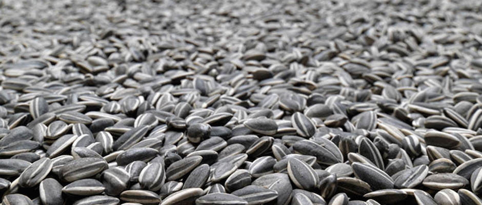 Ai_Weiwei_Sunflower_Seeds_It's_nice_that_hero.jpeg