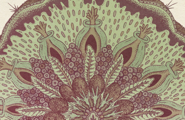 An illustration of a symmetrical, organic form in muted green and burgundy. Stylised leaves, berries and seed-like pods radiate from a central point.