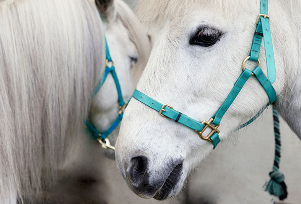 Emily_Stein_PONYCLUB_3its-nice-that.jpg