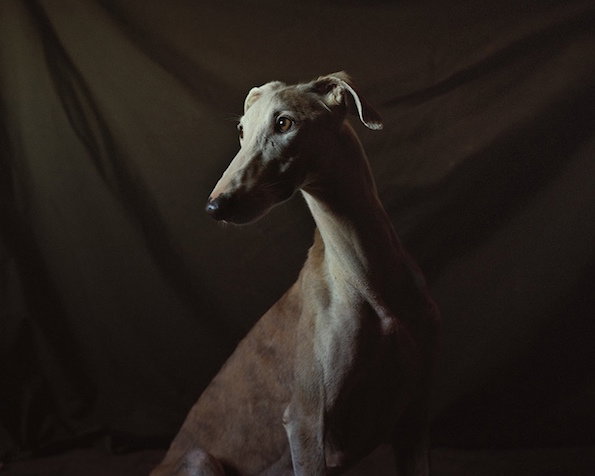 Martin_Usborne_Spanish_Hunting_Dogs_it's_nice_that_1.jpeg