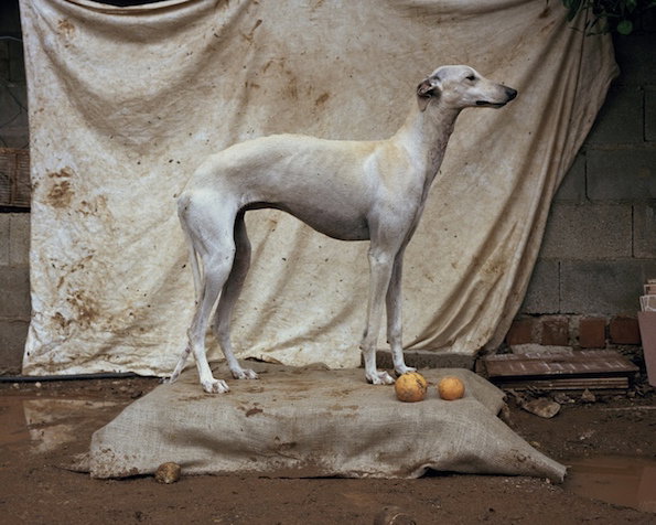 Martin_Usborne_Spanish_Hunting_Dogs_it's_nice_that_2.jpeg