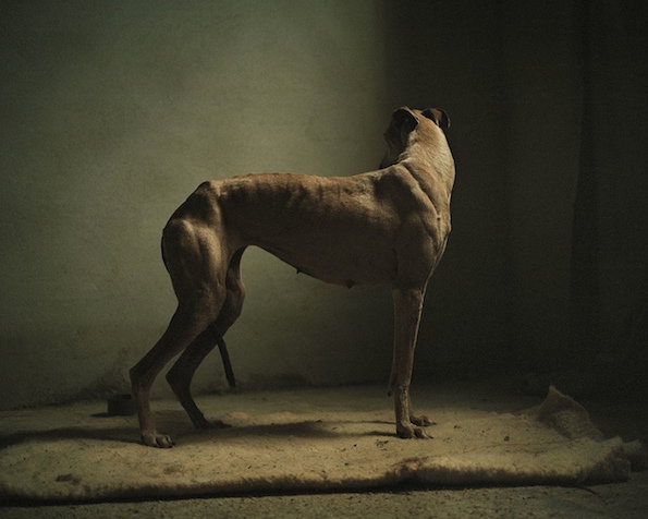 Martin_Usborne_Spanish_Hunting_Dogs_it's_nice_that_4.jpg