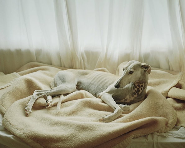 Martin_Usborne_Spanish_Hunting_Dogs_it's_nice_that_3.jpg