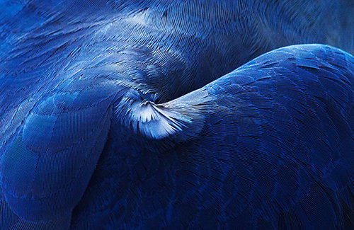 Abstract plumage photos treated with care and consideration by Studio Baer