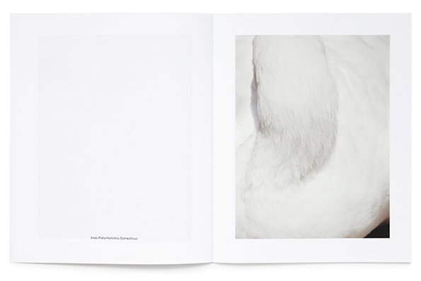 studiobaer-thomaslohr-itsnicethat-10.jpg