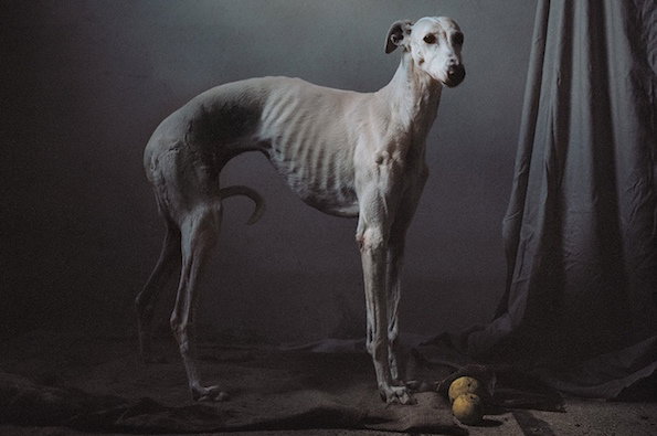 Martin_Usborne_Spanish_Hunting_Dogs_it's_nice_that_top.jpg