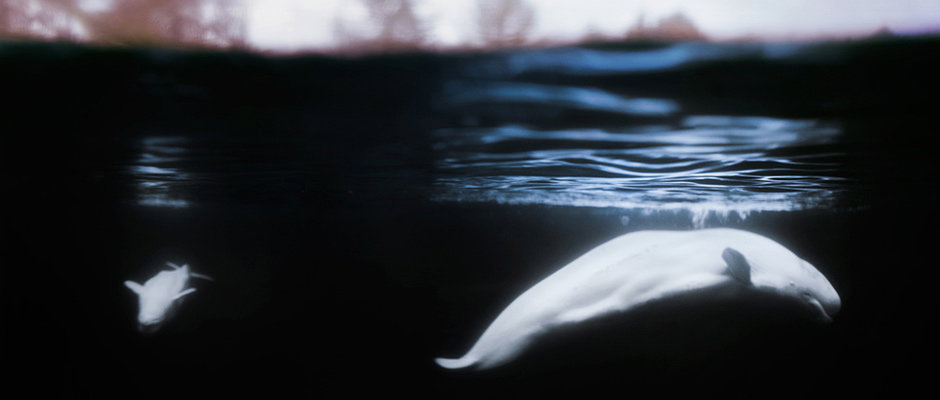 Two white beluga whales swim through dark, deep blue water. The surface of the water ripples above them, with a blurred shoreline visible in the distance.