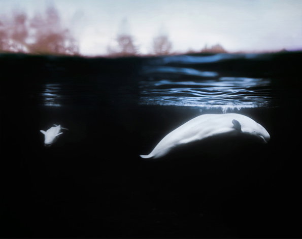Two white beluga whales swim through dark, deep water. Above the surface, a blurred shoreline of reddish trees is visible against a pale sky.