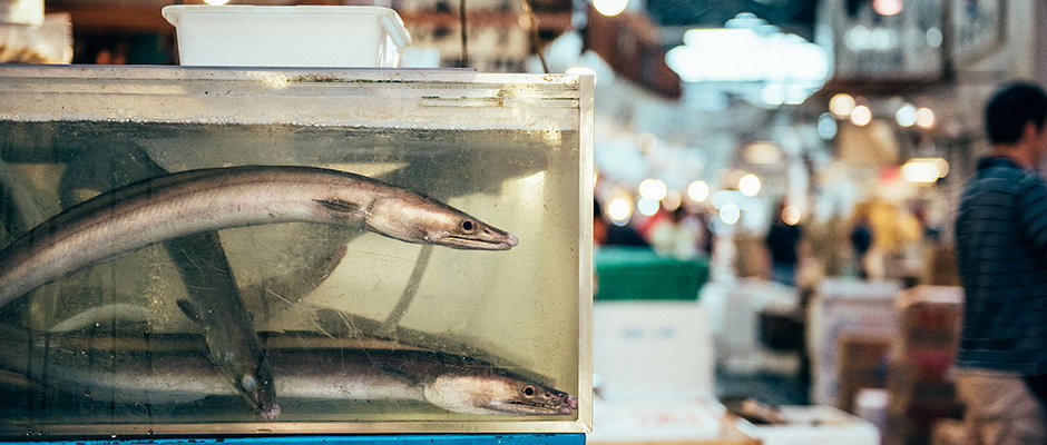 Nico-Tokyo-Fish-Market-itsnicethat-hero.jpg